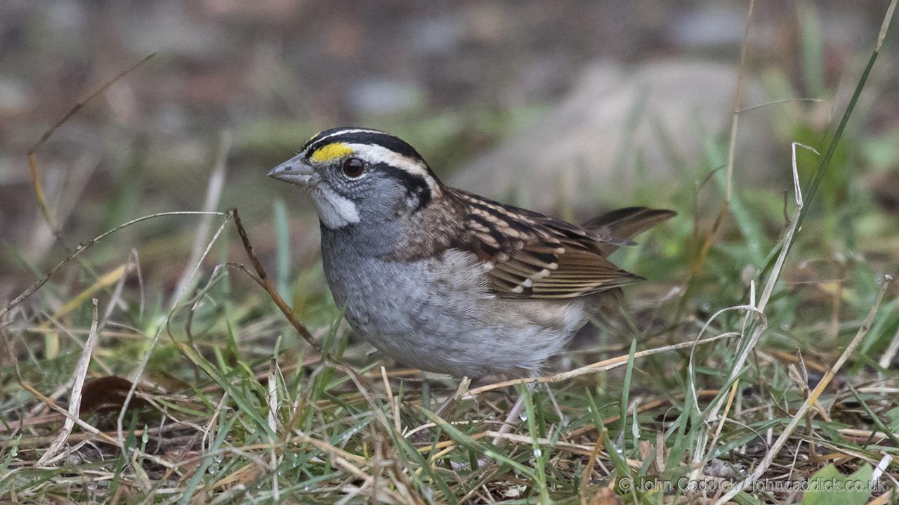White-throated Sparrow