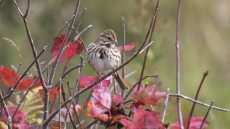 Song Sparrow
