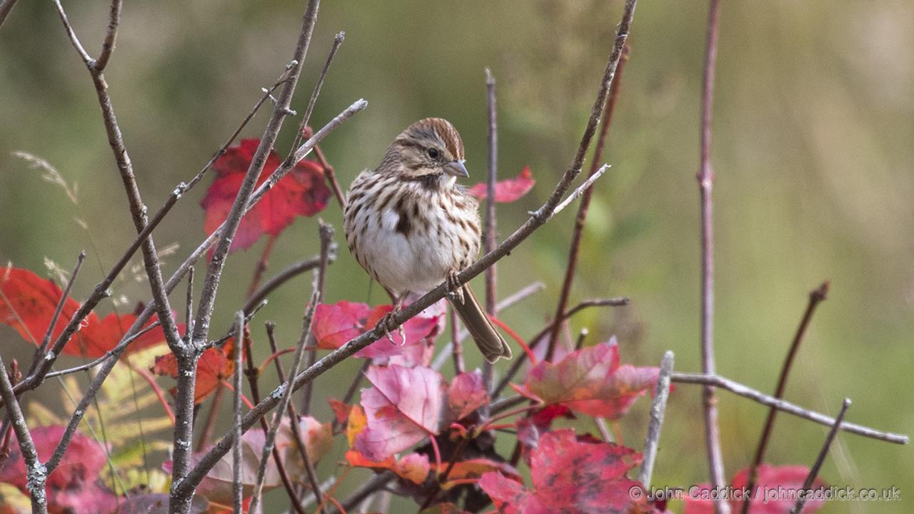 Song Sparrow