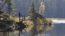 Beaver Pond