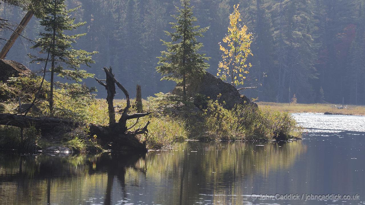 Beaver Pond