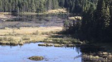 Beaver Pond