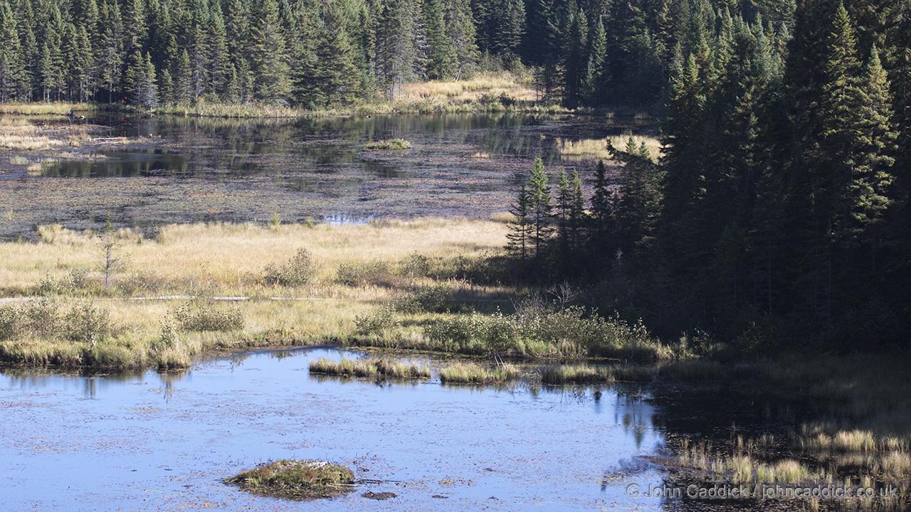 Beaver Pond