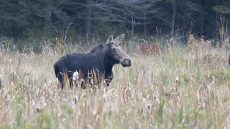 Moose