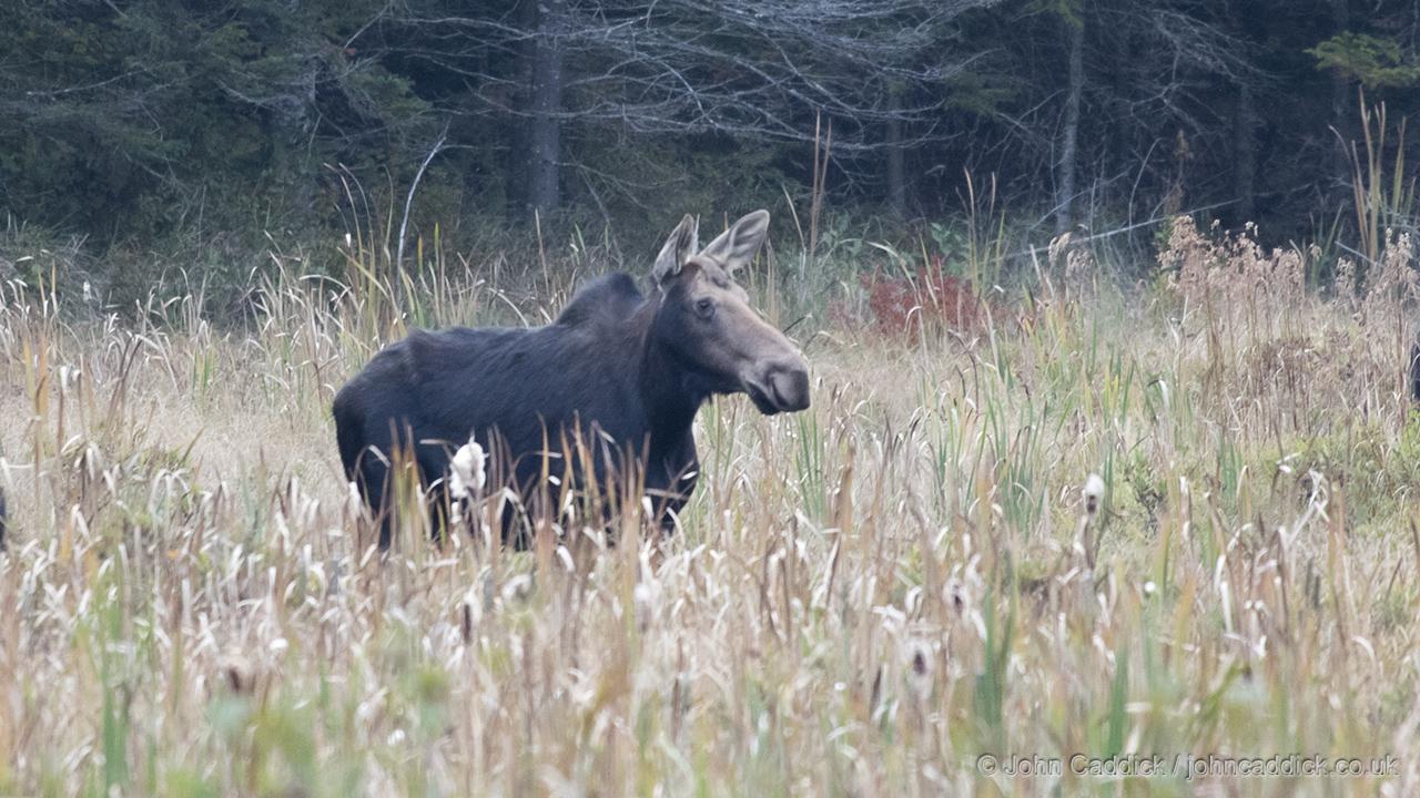 Moose