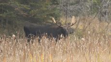 Moose