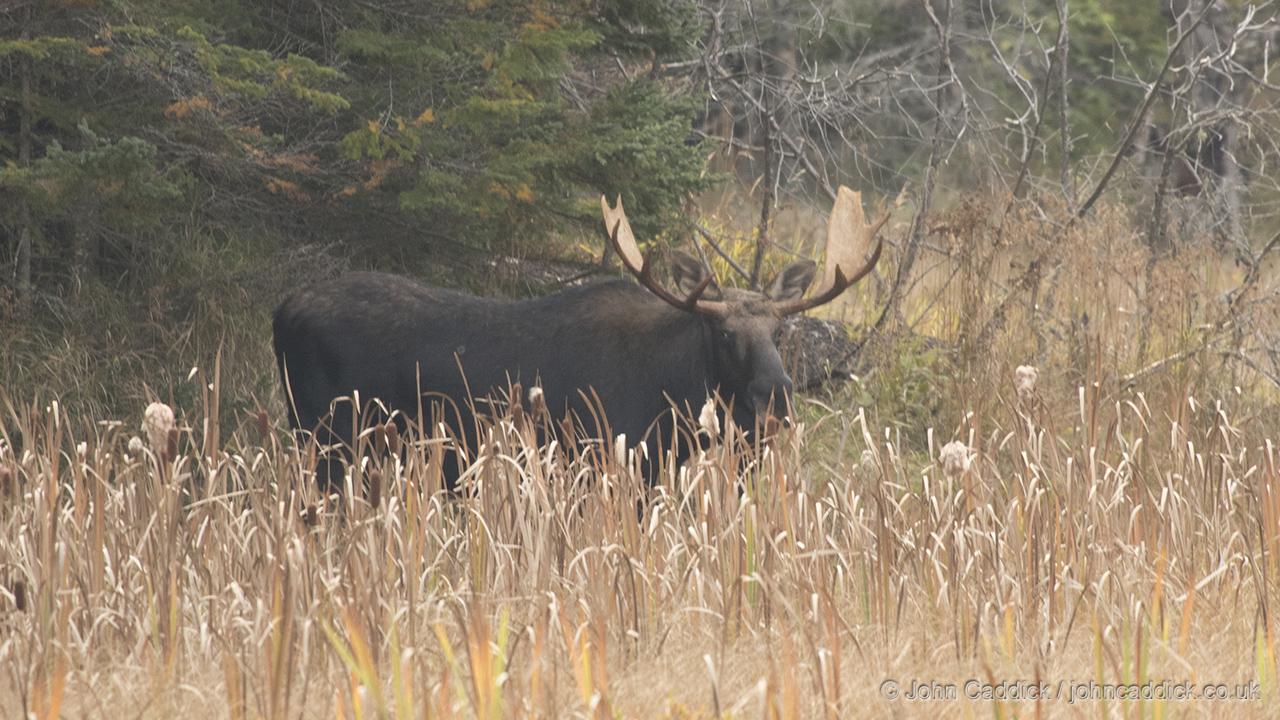 Moose