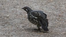 Spruce Grouse