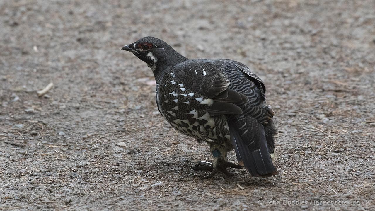 Spruce Grouse