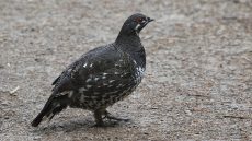 Spruce Grouse