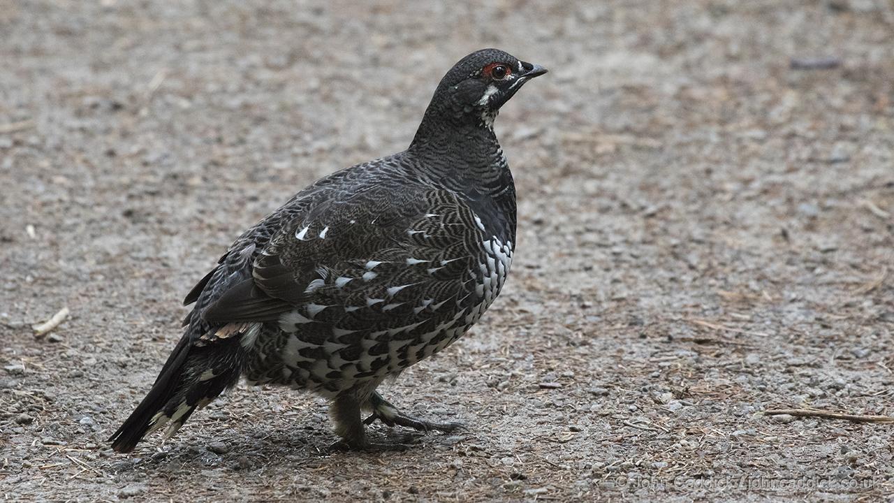 Spruce Grouse