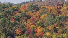 The Fall, Algonquin