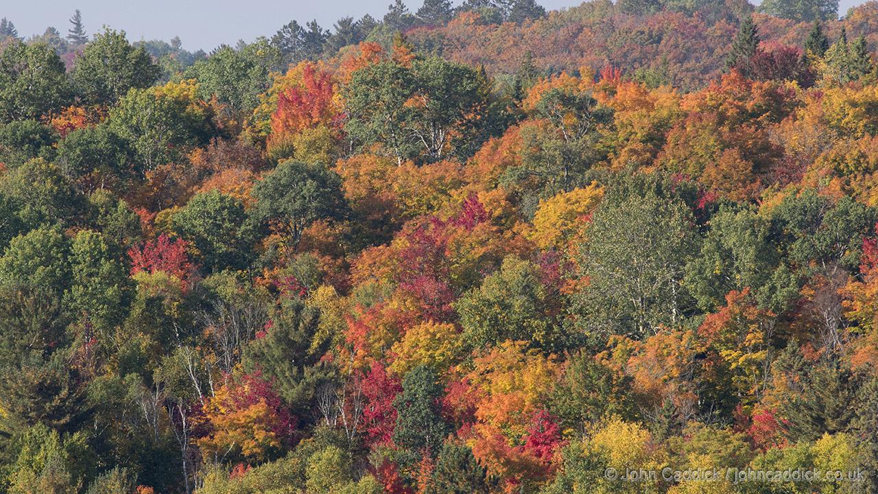 The Fall, Algonquin