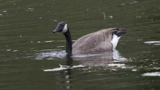Canada Goose