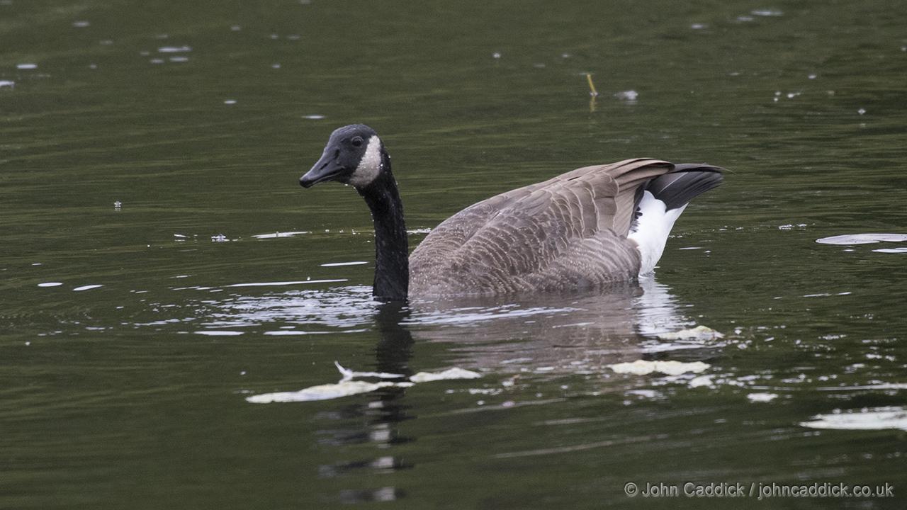 Canada Goose