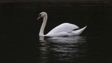 Mute Swan