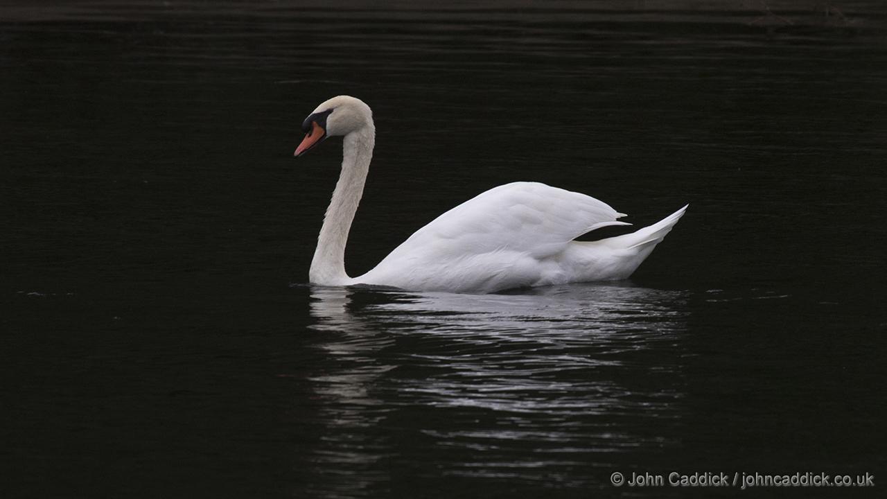 Mute Swan