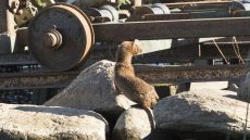 American Mink