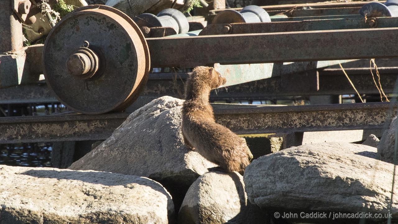 American Mink