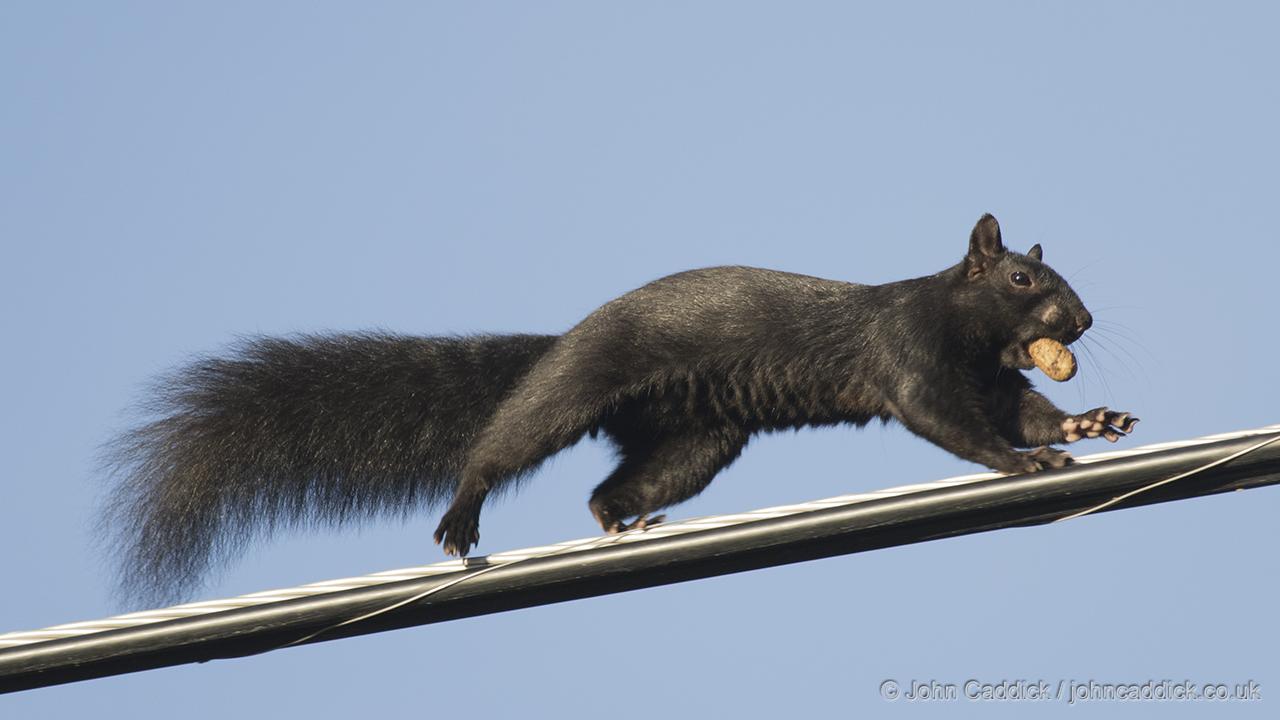 Eastern Grey Squirrel