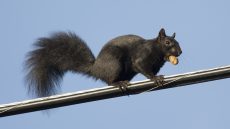 Eastern Grey Squirrel