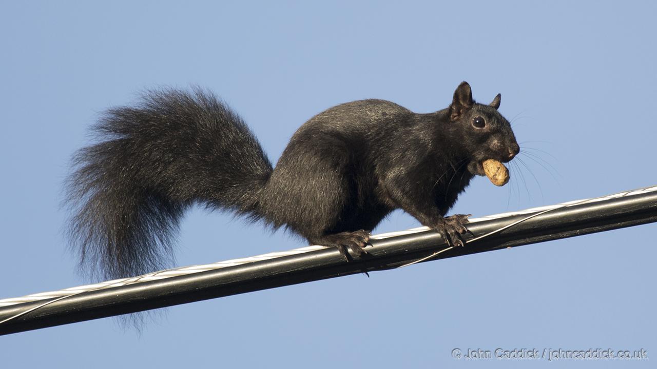 Eastern Grey Squirrel