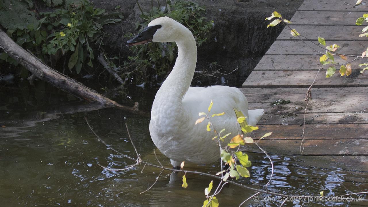 Trumpeter Swan