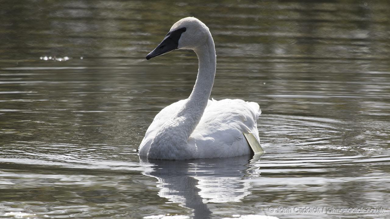 Trumpeter Swan