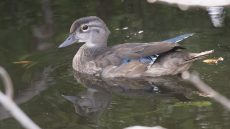 Wood Duck