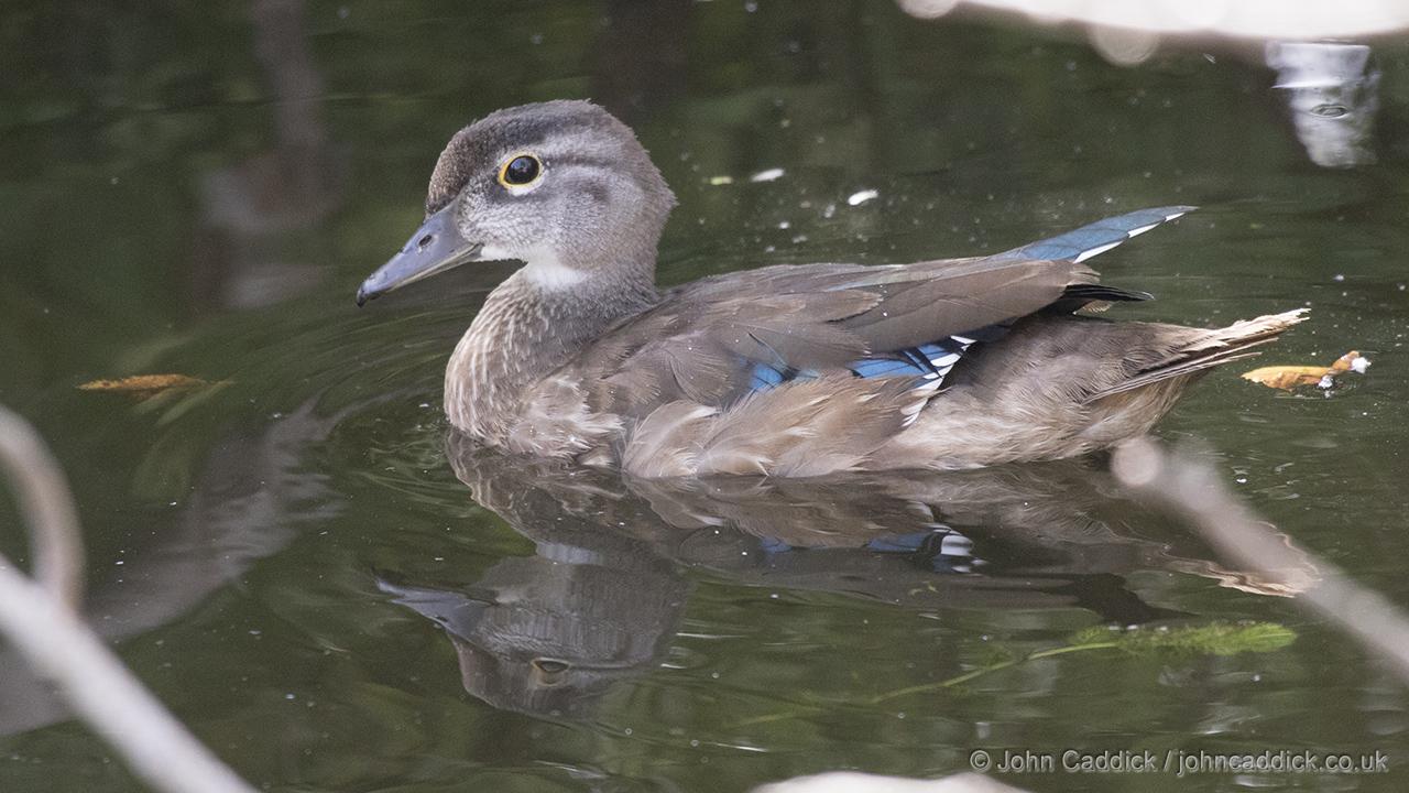 Wood Duck