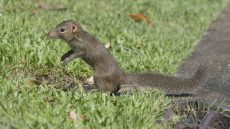 Tree Shrew