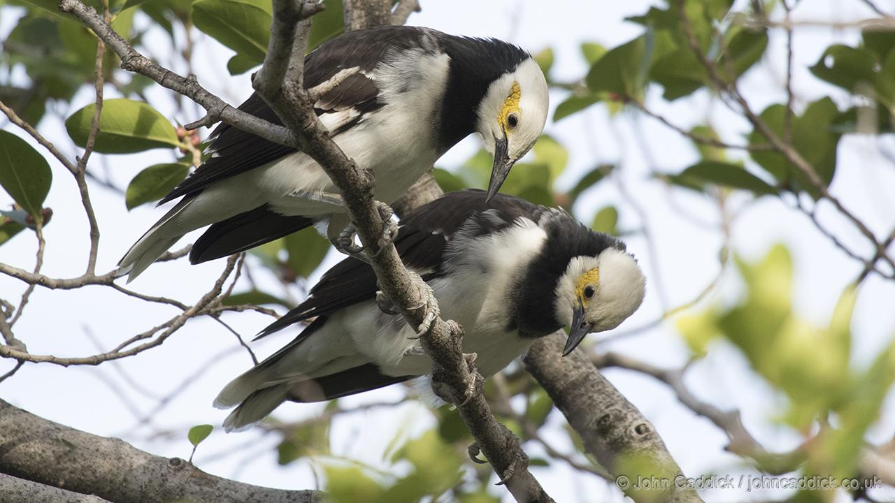 Black-collared Starlings