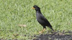 Great Myna