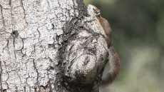 Finlayson’s Squirrel