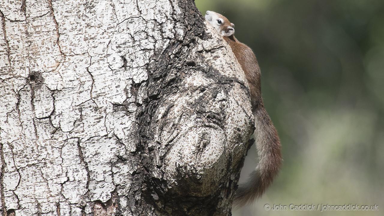 Finlayson’s Squirrel