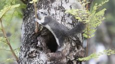 Finlayson’s Squirrel