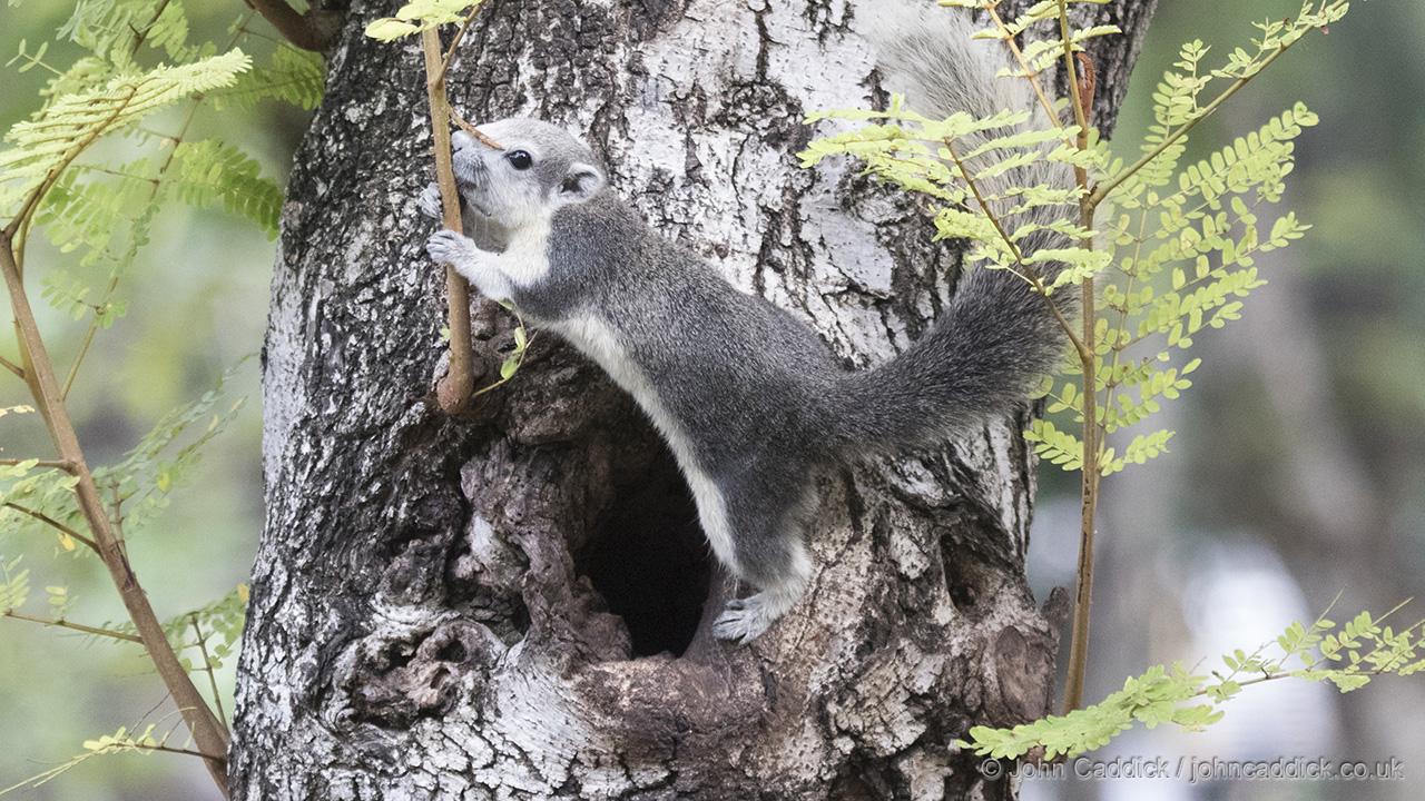 Finlayson’s Squirrel