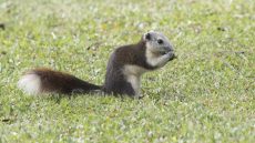 Finlayson’s Squirrel