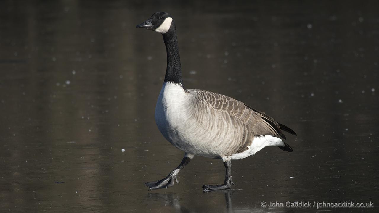Canada Goose