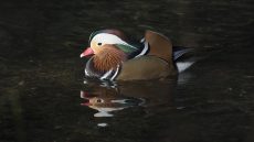 Mandarin Duck