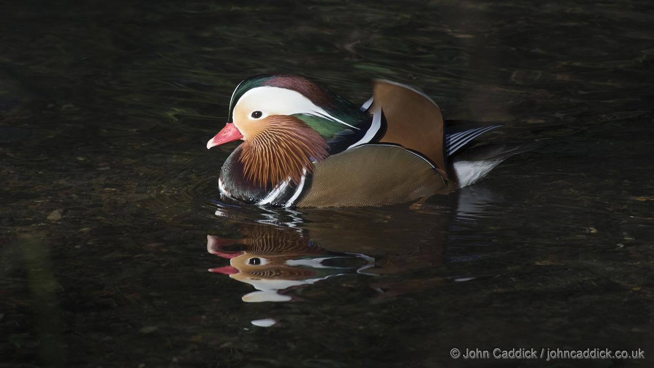 Mandarin Duck
