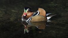Mandarin Duck