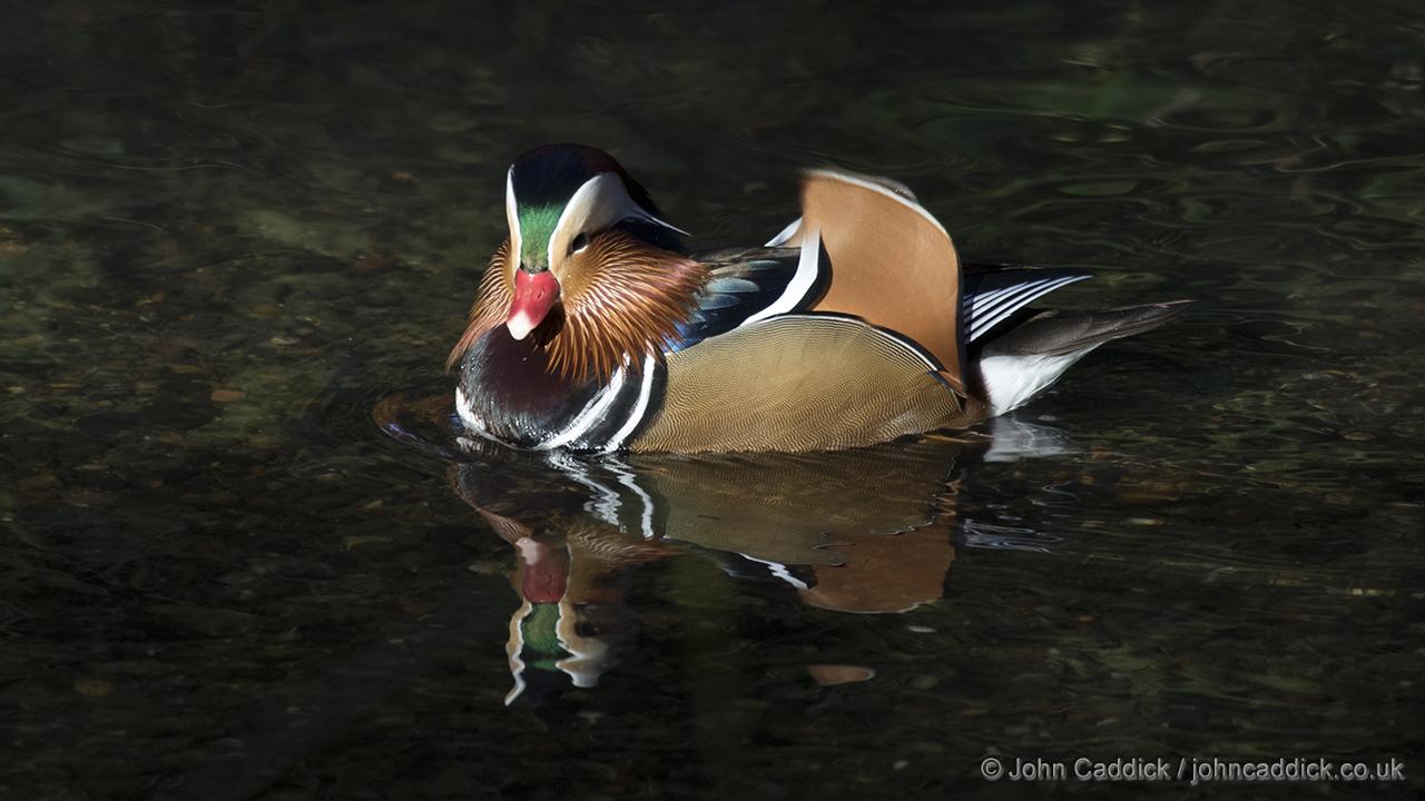 Mandarin Duck