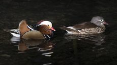 Mandarin Duck