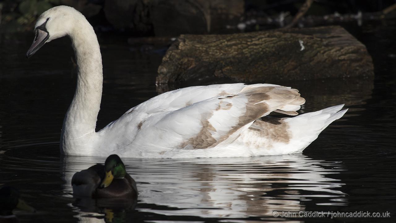 Mute Swan