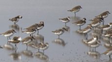 Wader flocks – Broad-billed Sandpiper