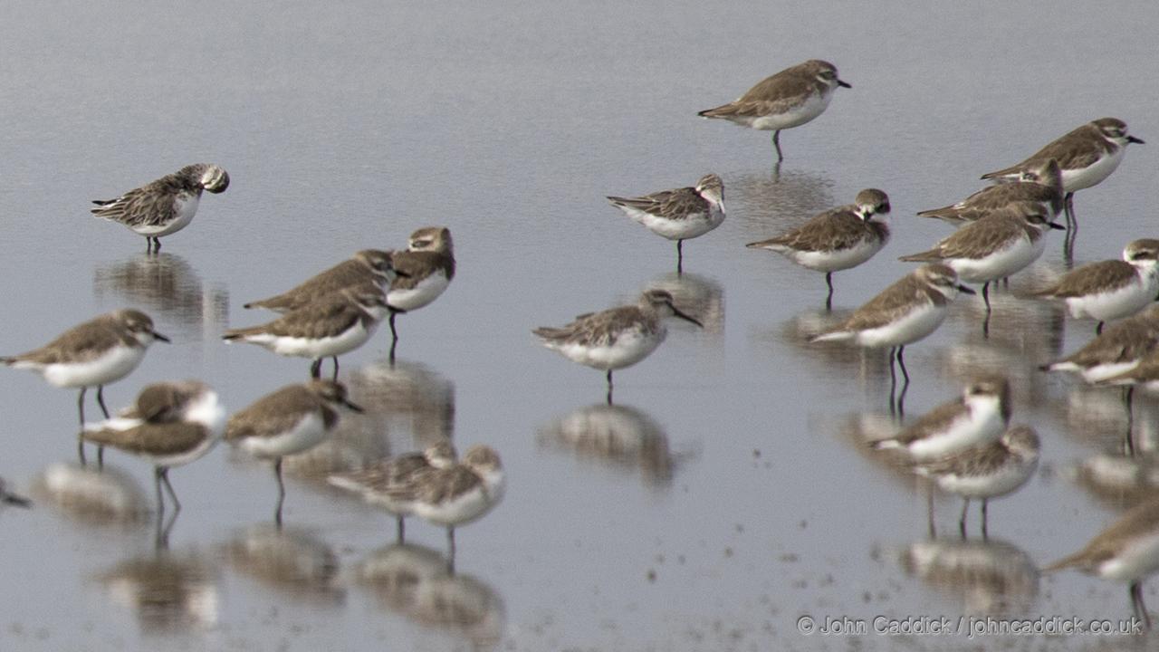 Wader flocks – Broad-billed Sandpiper