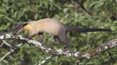 Yellow-throated Marten