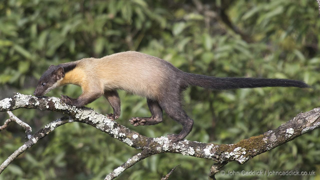 Yellow-throated Marten