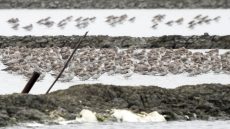 Nordmann’s Greenshank